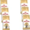 Royal Canin Fbn British Shorthair – Kattenvoer – 6 X 400 G 2 Royal Canin Fbn British Shorthair – Kattenvoer – 6 X 400 G -Pet Verkoop 1114x1200 3
