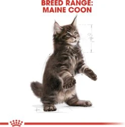 Royal Canin Maine Coon Kitten - Kattenvoer - 4 Kg -Pet Verkoop 1186x1200