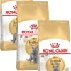 Royal Canin Fbn British Shorthair – Kattenvoer – 3 X 2 Kg 2 Royal Canin Fbn British Shorthair – Kattenvoer – 3 X 2 Kg -Pet Verkoop 790x1200