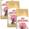 Royal Canin Maine Coon Kitten – Kattenvoer – 3 X 2 Kg -Pet Verkoop 800x1200