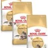 Royal Canin Fbn Mainecoon Adult – Kattenvoer – 3 X 2 Kg 1 Royal Canin Fbn Mainecoon Adult – Kattenvoer – 3 X 2 Kg -Pet Verkoop 801x1200