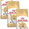 Royal Canin Norwegian Forest Cat Adult – Kattenvoer – 3 X 2 Kg -Pet Verkoop 803x1200 1
