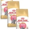 Royal Canin British Shorthair Kitten – Kattenvoer – 3 X 2 Kg -Pet Verkoop 803x1200
