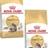 Royal Canin Fbn Mainecoon Adult – Kattenvoer – 2 X 10 Kg -Pet Verkoop 844x1200