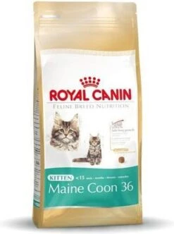Royal Canin Maine Coon Kitten - Kattenvoer - 4 Kg -Pet Verkoop 893x1200 2
