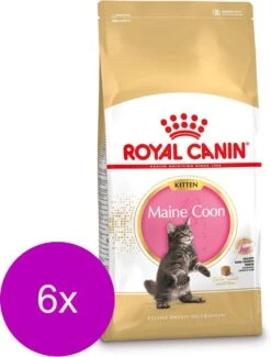 Royal Canin Fbn Kitten Maine Coon – Kattenvoer – 6 X 400 G